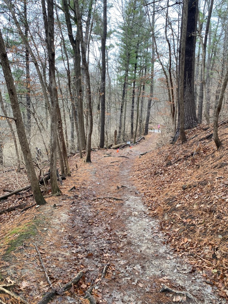 A dirt trail in the woods, looking downhill from an elevated point.
