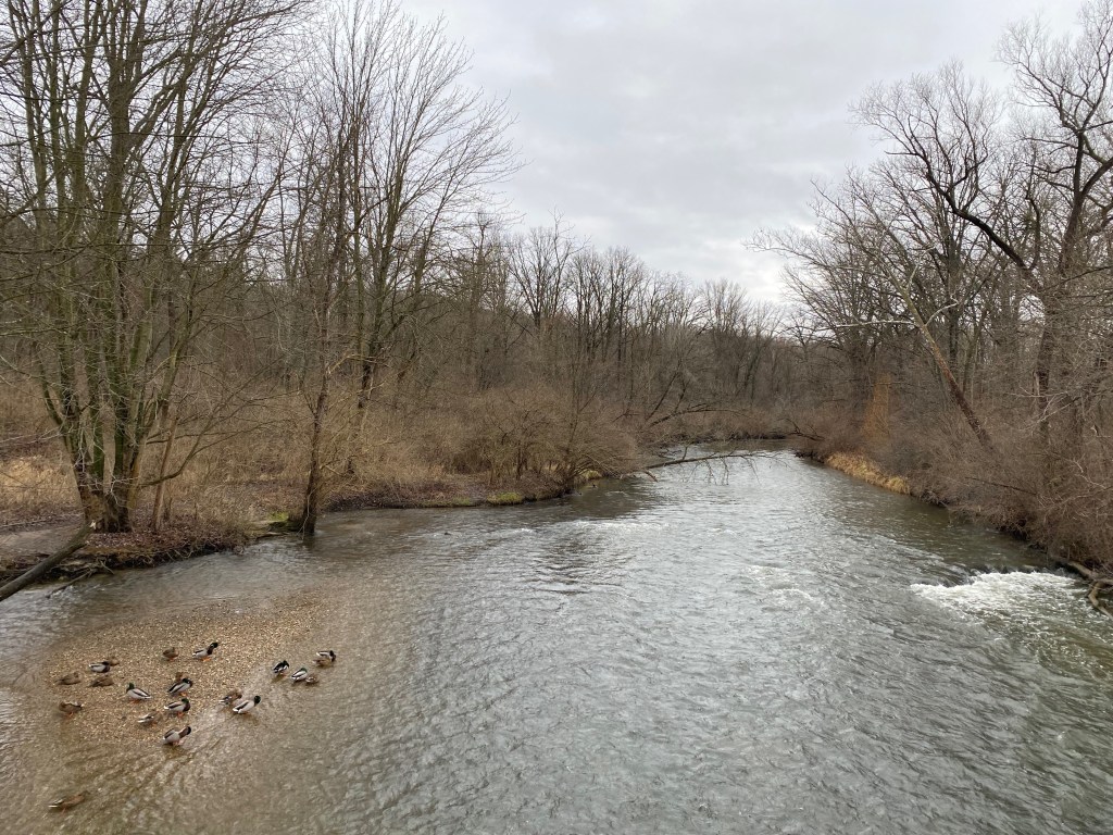 A gray, wintry day. The photograph shows a small river, with bare trees lining both its banks, and a group of ducks in the water on the lower left.