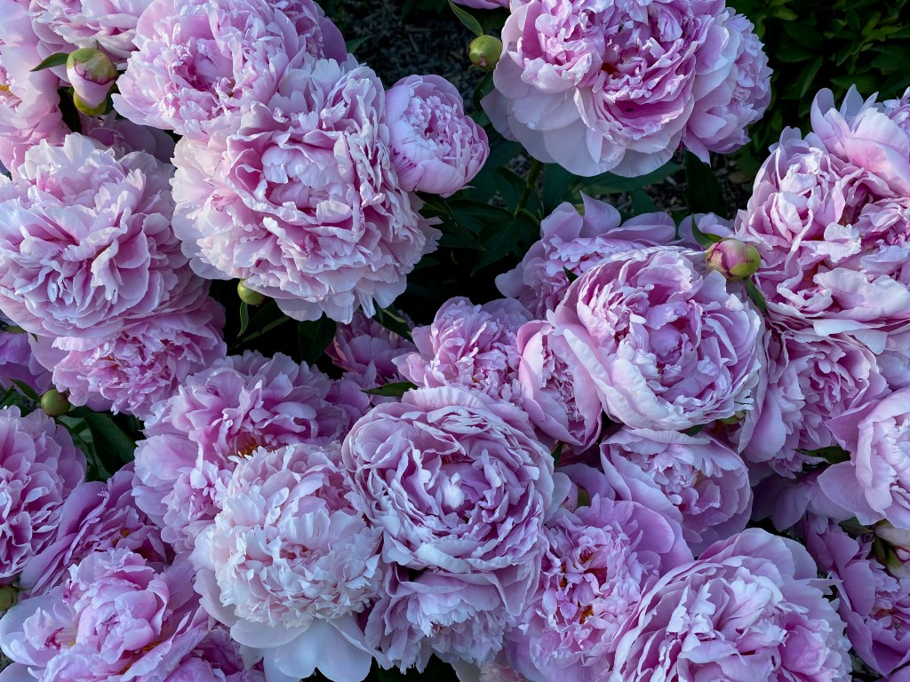 A photo filled with pale pink peonies in bloom
